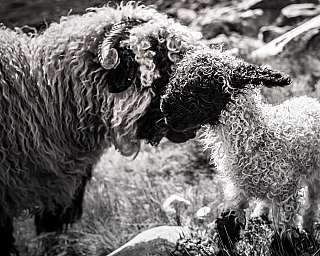 Maman et bébé mouton à nez noir de Schwaz dans l’étable