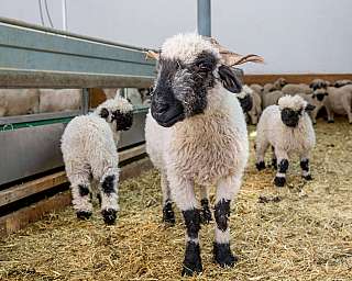 Moutons dans l'étable de la tradition Julen