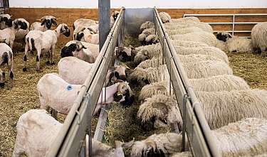 Plusieurs moutons mangent dans une étable à de longues mangeoires avec un sol en paille.