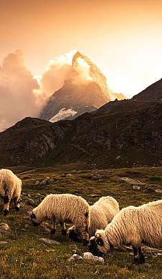Plusieurs moutons broutent dans une prairie alpine devant une montagne éclairée de façon dramatique.