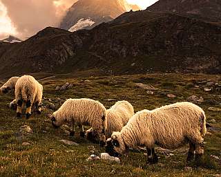Plusieurs moutons broutent sur une prairie alpine devant des montagnes dramatiques au coucher du soleil.