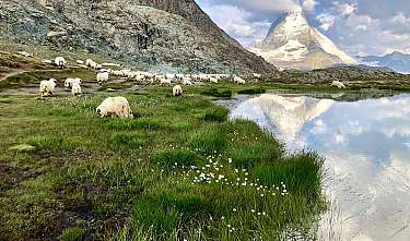 Weiße Schafe weiden auf einer grünen Alp neben einem spiegelnden See und einem schneebedeckten Berg.