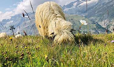 Ein Schaf weidet auf einer blühenden Bergwiese vor schneebedeckten Gipfeln.