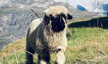 Ein wolliges Schaf steht auf einer alpinen Wiese vor schneebedeckten Bergen.