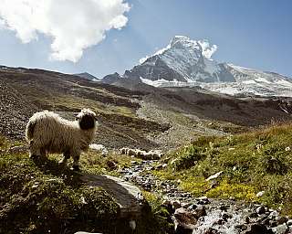 Schwarznasenschaf am Matterhorn