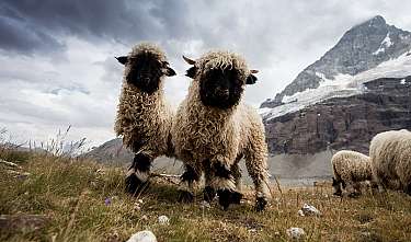Schafe vor Bergkulisse