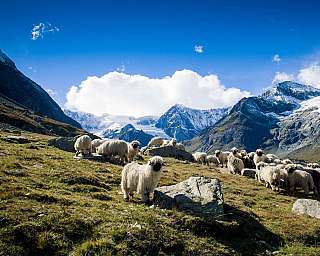 Nos moutons à nez noir dans les montagnes de Zermatt