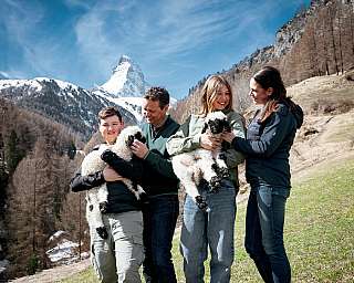 Julen family with lambs in the mountains
