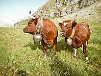 Deux vaches brunes avec des cloches se tiennent dans une prairie alpine devant des rochers.