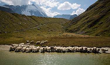 A flock of sheep drinks at a stream in an alpine landscape.