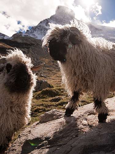 Sheep in mountain landscape