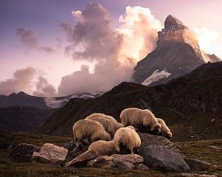 Several sheep are standing on rocks in front of a distinctive mountain in an alpine landscape.