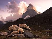 Several sheep grazing on rocks in front of a high, snow-covered mountain.
