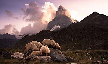 Several sheep are grazing on rocks in front of a distinctive mountain at dusk.