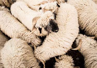 Several closely packed sheep with curly, light-coloured wool and horns