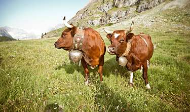 Die Evolener Kühe verbringen den Sommer auf der Alp Kuehe Tradition Julen 1