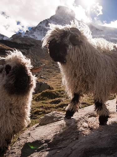 Schwarznaseschaf Schwarznaseschaf