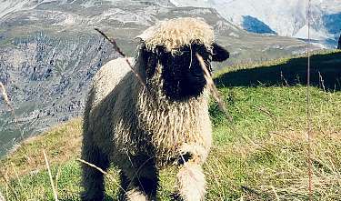 Meet the Sheep Meet the Sheep