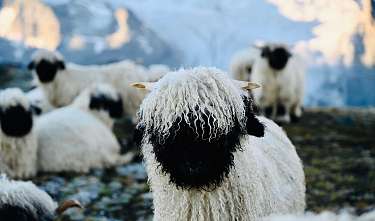 Meet the Sheep Meet the Sheep